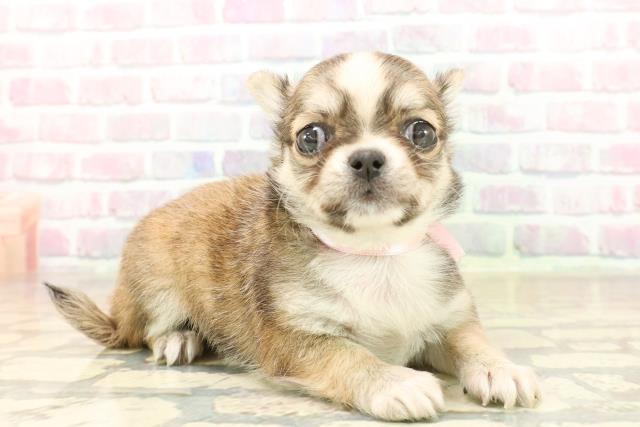 東京都のチワワ(ロング) (Coo&RIKU武蔵小山店/2025年10月6日生まれ/女の子/セーブルホワイト)の子犬の3枚目の画像