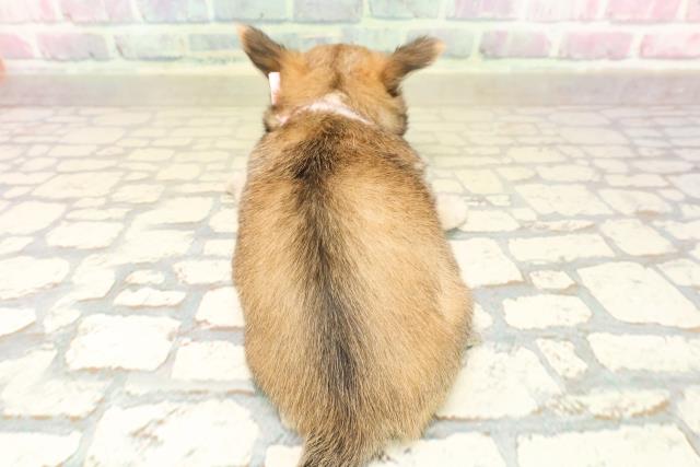 東京都のチワワ(ロング) (Coo&RIKU武蔵小山店/2025年10月6日生まれ/女の子/セーブルホワイト)の子犬の4枚目の画像