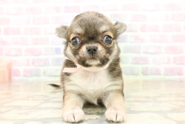 福島県のチワワ(ロング) (Coo&RIKU会津若松店/2025年10月6日生まれ/女の子/セーブルホワイト)の子犬