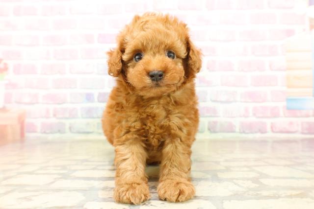 群馬県のトイプードル(トイ) (Coo&RIKU伊勢崎店/2025年10月5日生まれ/男の子/レッド)の子犬の1枚目の画像