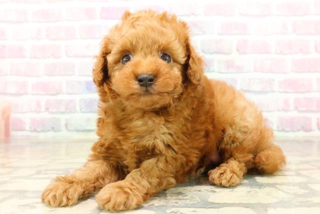 群馬県のトイプードル(トイ) (Coo&RIKU伊勢崎店/2025年10月5日生まれ/男の子/レッド)の子犬の2枚目の画像