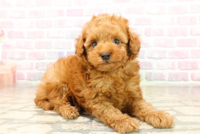 群馬県のトイプードル(トイ) (Coo&RIKU伊勢崎店/2025年10月5日生まれ/男の子/レッド)の子犬の3枚目の画像