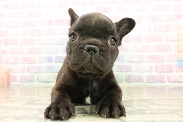 神奈川県のフレンチブルドッグ (Coo&RIKU相模原店/2025年9月28日生まれ/男の子/ブリンドル)の子犬の1枚目の画像
