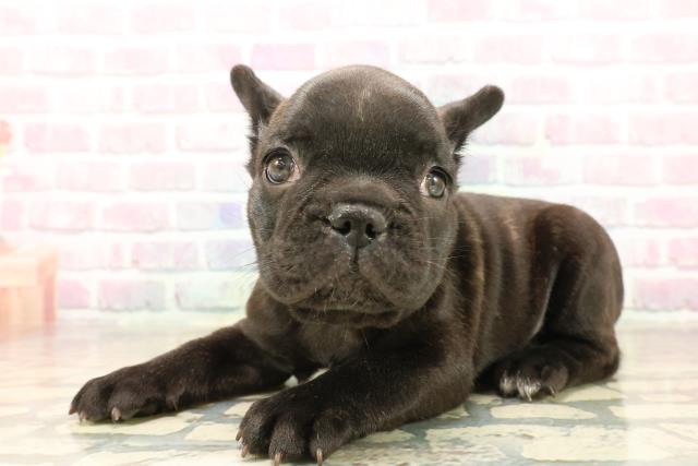 神奈川県のフレンチブルドッグ (Coo&RIKU相模原店/2025年9月28日生まれ/男の子/ブリンドル)の子犬の2枚目の画像