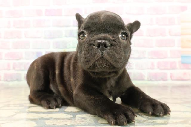 神奈川県のフレンチブルドッグ (Coo&RIKU相模原店/2025年9月28日生まれ/男の子/ブリンドル)の子犬の3枚目の画像