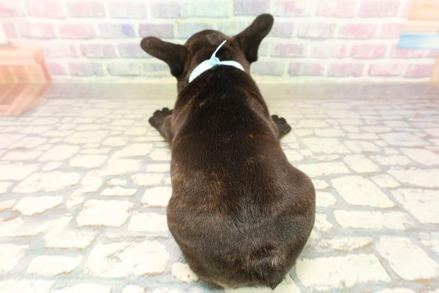 神奈川県のフレンチブルドッグ (Coo&RIKU相模原店/2025年9月28日生まれ/男の子/ブリンドル)の子犬の4枚目の画像