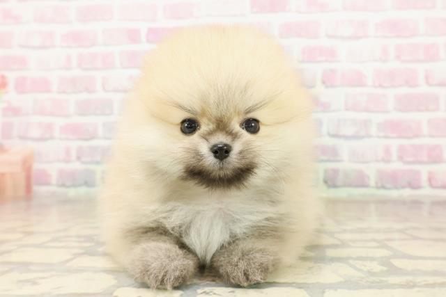 栃木県のポメラニアン (Coo&RIKUFKDインターパーク店/2025年10月6日生まれ/女の子/オレンジ)の子犬の1枚目の画像