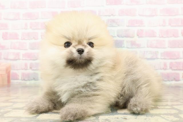 栃木県のポメラニアン (Coo&RIKUFKDインターパーク店/2025年10月6日生まれ/女の子/オレンジ)の子犬の2枚目の画像