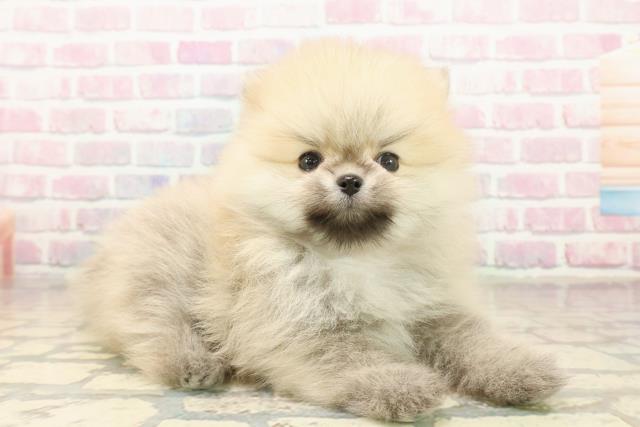 栃木県のポメラニアン (Coo&RIKUFKDインターパーク店/2025年10月6日生まれ/女の子/オレンジ)の子犬の3枚目の画像