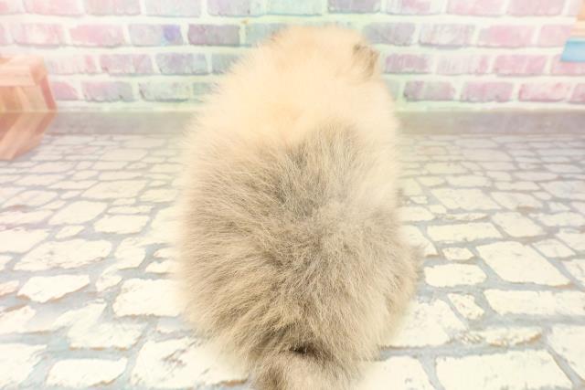 栃木県のポメラニアン (Coo&RIKUFKDインターパーク店/2025年10月6日生まれ/女の子/オレンジ)の子犬の4枚目の画像