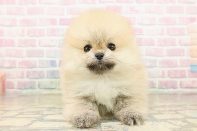 東京都のポメラニアン (Coo&RIKU中野サンモール店/2025年10月6日生まれ/女の子/オレンジ)の子犬の1枚目の画像