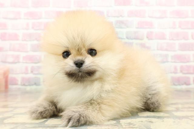 東京都のポメラニアン (Coo&RIKU中野サンモール店/2025年10月6日生まれ/女の子/オレンジ)の子犬の2枚目の画像