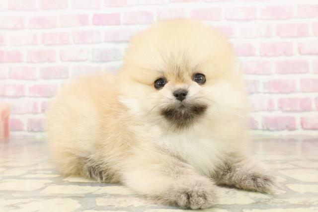 東京都のポメラニアン (Coo&RIKU中野サンモール店/2025年10月6日生まれ/女の子/オレンジ)の子犬の3枚目の画像