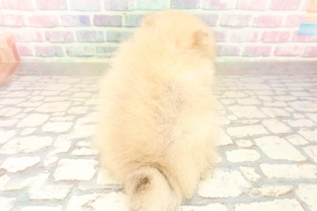 東京都のポメラニアン (Coo&RIKU中野サンモール店/2025年10月6日生まれ/女の子/オレンジ)の子犬の4枚目の画像