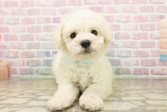 北海道のビションフリーゼ (Coo&RIKU帯広店/2025年10月5日生まれ/男の子/ホワイト)の子犬