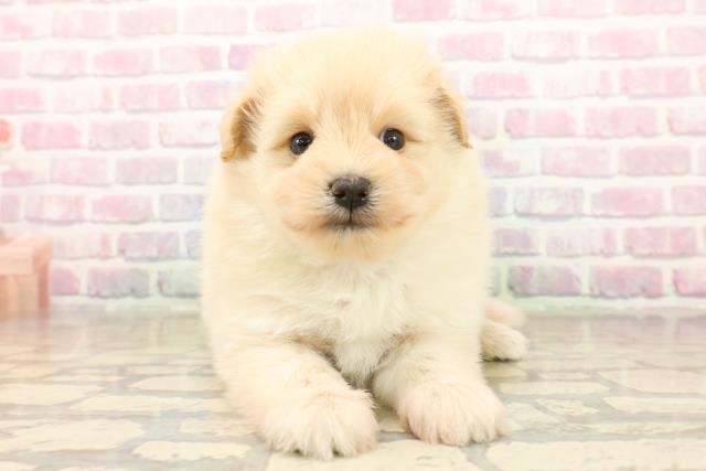 千葉県のポメプー(ポメラニアン×プードル) (Coo&RIKU東船橋店/2025年10月7日生まれ/男の子/アプリコット)の子犬の1枚目の画像
