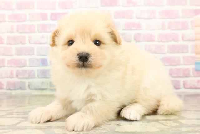 千葉県のポメプー(ポメラニアン×プードル) (Coo&RIKU東船橋店/2025年10月7日生まれ/男の子/アプリコット)の子犬の2枚目の画像