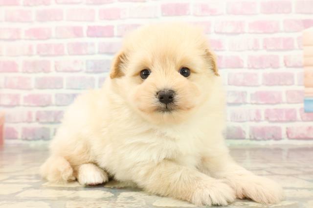 千葉県のポメプー(ポメラニアン×プードル) (Coo&RIKU東船橋店/2025年10月7日生まれ/男の子/アプリコット)の子犬の3枚目の画像