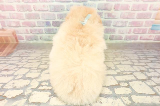 千葉県のポメプー(ポメラニアン×プードル) (Coo&RIKU東船橋店/2025年10月7日生まれ/男の子/アプリコット)の子犬の4枚目の画像