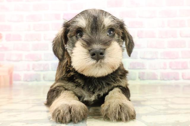 群馬県のミニチュアシュナウザー (Coo&RIKU藤岡店/2025年10月5日生まれ/女の子/ソルトペッパー)の子犬