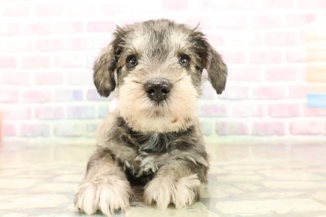 宮城県のミニチュアシュナウザー (Coo&RIKU仙台太白店/2025年10月7日生まれ/女の子/ソルトペッパー)の子犬