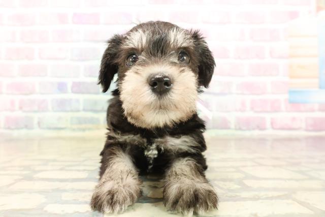 福島県のミニチュアシュナウザー (Coo&RIKUいわき店/2025年10月7日生まれ/女の子/ブラックシルバー)の子犬