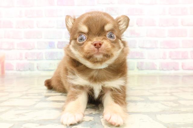 東京都のチワワ(ロング) (Coo&RIKU中野サンモール店/2025年10月6日生まれ/男の子/チョコレートタンホワイト)の子犬の1枚目の画像