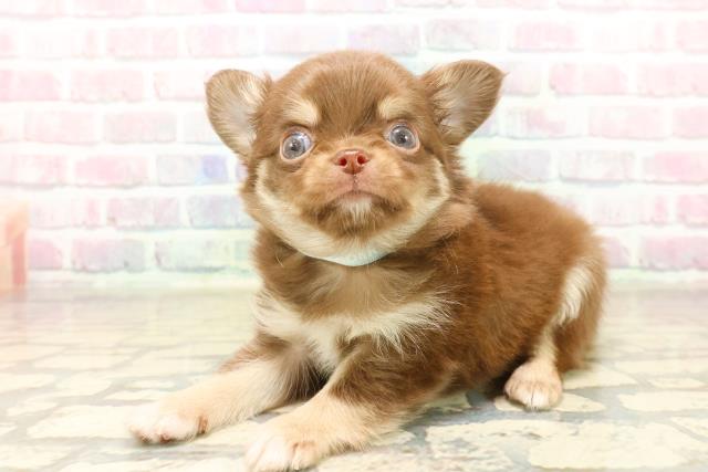 東京都のチワワ(ロング) (Coo&RIKU中野サンモール店/2025年10月6日生まれ/男の子/チョコレートタンホワイト)の子犬の2枚目の画像