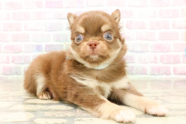 東京都のチワワ(ロング) (Coo&RIKU中野サンモール店/2025年10月6日生まれ/男の子/チョコレートタンホワイト)の子犬の3枚目の画像