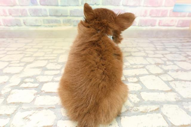 東京都のチワワ(ロング) (Coo&RIKU中野サンモール店/2025年10月6日生まれ/男の子/チョコレートタンホワイト)の子犬の4枚目の画像