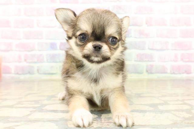 栃木県のチワワ(ロング) (Coo&RIKUFKDインターパーク店/2025年10月7日生まれ/男の子/レッドホワイト)の子犬の1枚目の画像