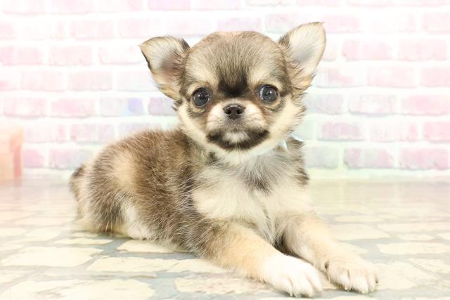 栃木県のチワワ(ロング) (Coo&RIKUFKDインターパーク店/2025年10月7日生まれ/男の子/レッドホワイト)の子犬の3枚目の画像