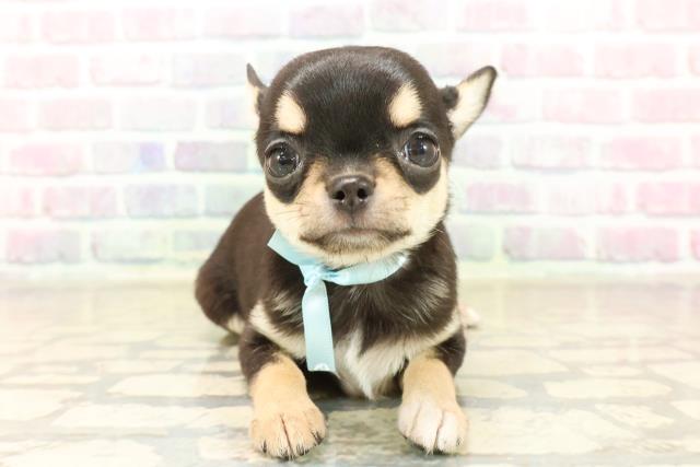 東京都のチワワ(スムース) (Coo&RIKU中野サンモール店/2025年10月7日生まれ/男の子/ブラックタンホワイト)の子犬の1枚目の画像