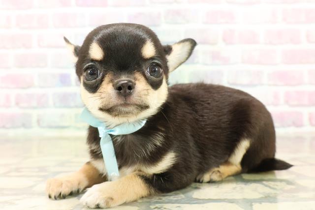 東京都のチワワ(スムース) (Coo&RIKU中野サンモール店/2025年10月7日生まれ/男の子/ブラックタンホワイト)の子犬の2枚目の画像