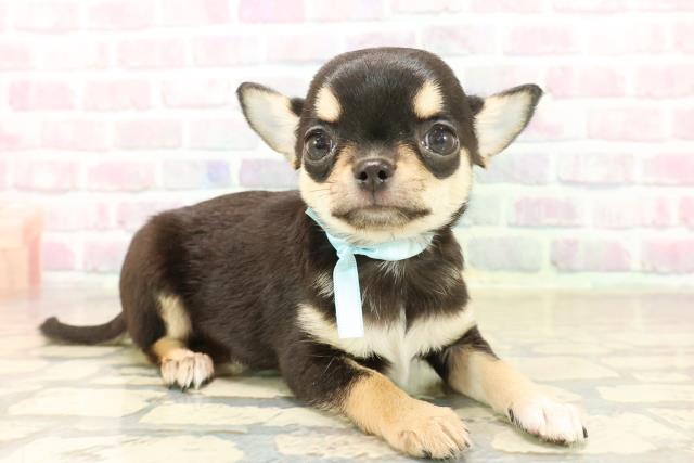 東京都のチワワ(スムース) (Coo&RIKU中野サンモール店/2025年10月7日生まれ/男の子/ブラックタンホワイト)の子犬の3枚目の画像