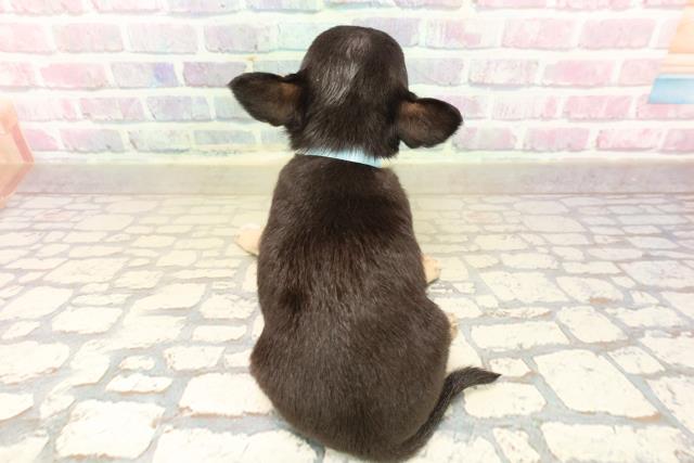 東京都のチワワ(スムース) (Coo&RIKU中野サンモール店/2025年10月7日生まれ/男の子/ブラックタンホワイト)の子犬の4枚目の画像