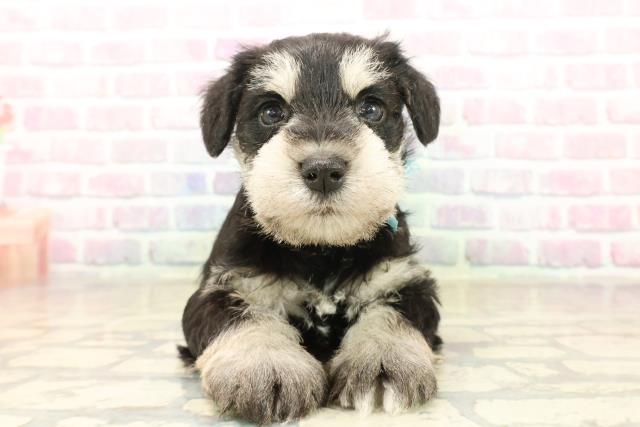 ミニチュア・シュナウザー