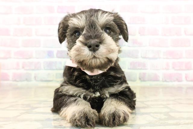 群馬県のミニチュアシュナウザー (Coo&RIKUDCM館林店/2025年10月6日生まれ/女の子/ソルトペッパー)の子犬