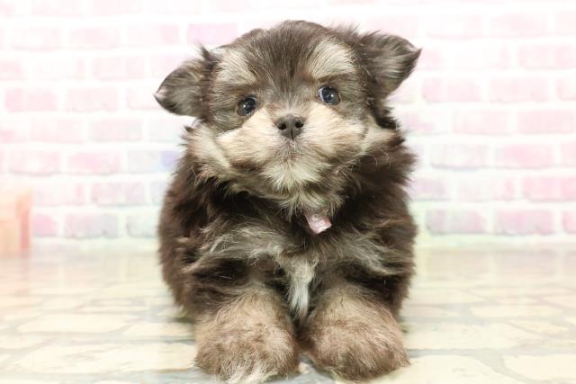 東京都のポメマル/マルポメ(ポメラニアン×マルチーズ) (Coo&RIKU高円寺店/2025年10月6日生まれ/女の子/ブラックタン)の子犬