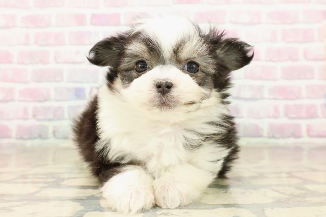 東京都のポメマル/マルポメ(ポメラニアン×マルチーズ) (Coo&RIKU阿佐ヶ谷店/2025年10月6日生まれ/女の子/ブラックタンホワイト)の子犬