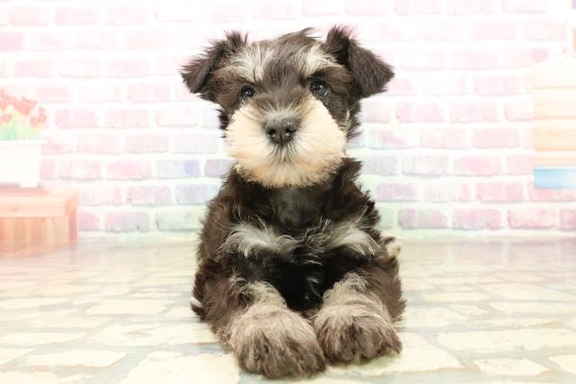 富山県のミニチュアシュナウザー (Coo&RIKU富山店/2025年9月29日生まれ/女の子/ブラックシルバー)の子犬