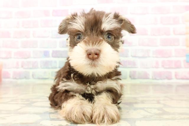 神奈川県のミニチュアシュナウザー (Coo&RIKU相模原店/2025年9月29日生まれ/女の子/レバータン)の子犬の1枚目の画像