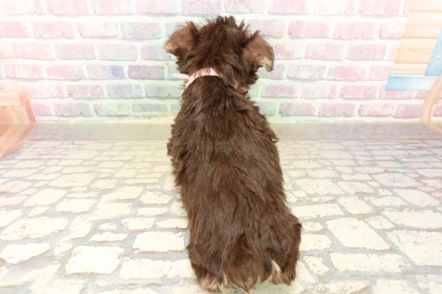 神奈川県のミニチュアシュナウザー (Coo&RIKU相模原店/2025年9月29日生まれ/女の子/レバータン)の子犬の4枚目の画像