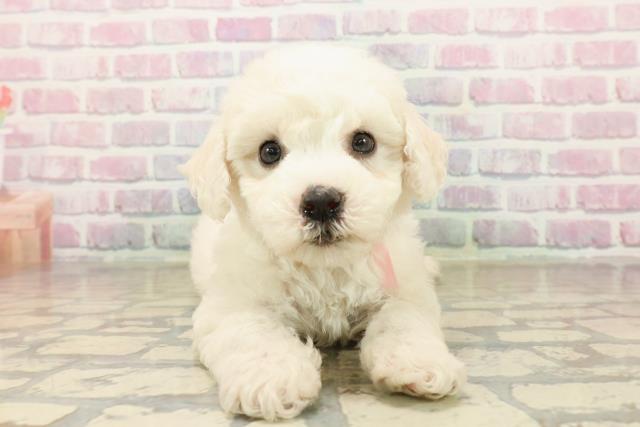 青森県のビションフリーゼ (Coo&RIKU青森店/2025年10月2日生まれ/女の子/ホワイト)の子犬