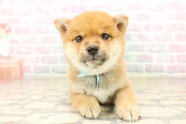 東京都の豆柴 (Coo&RIKU自由が丘店/2025年10月7日生まれ/男の子/赤)の子犬の1枚目の画像