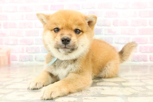 東京都の豆柴 (Coo&RIKU自由が丘店/2025年10月7日生まれ/男の子/赤)の子犬の2枚目の画像