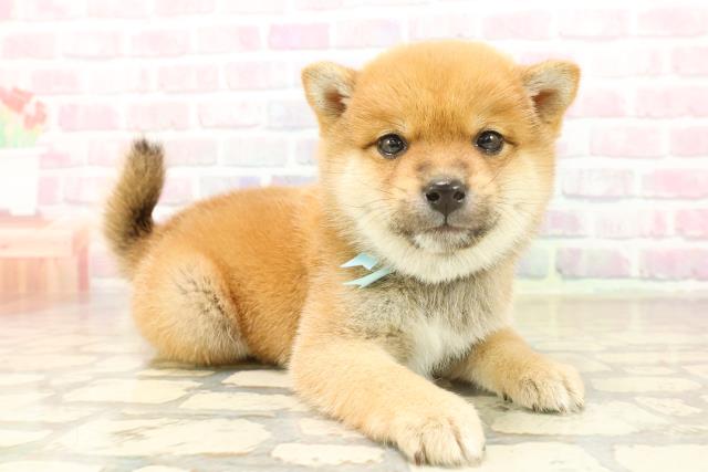 東京都の豆柴 (Coo&RIKU自由が丘店/2025年10月7日生まれ/男の子/赤)の子犬の3枚目の画像