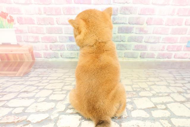 東京都の豆柴 (Coo&RIKU自由が丘店/2025年10月7日生まれ/男の子/赤)の子犬の4枚目の画像