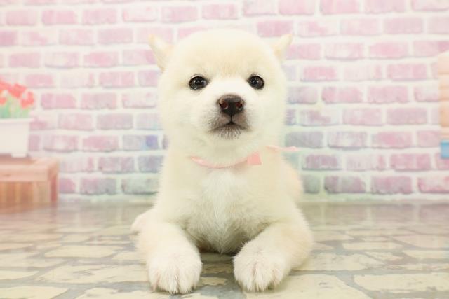 東京都の豆柴 (Coo&RIKU三軒茶屋店/2025年10月7日生まれ/女の子/白)の子犬の1枚目の画像