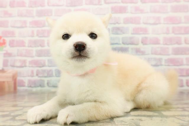 東京都の豆柴 (Coo&RIKU三軒茶屋店/2025年10月7日生まれ/女の子/白)の子犬の2枚目の画像